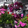 <p align=left>Avec toute l'humidité; qu'elles ont, les fleurs sont superbes et abondantes. Je les comprends de vouloir de la couleur après les longs mois d'hiver.